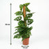 Monstera Andansonii Monkey Mask Pflanze im 19cm Topf, 90cm hoch Bild 3