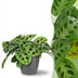 Maranta Fascinator Kerchoveana Zebra Plant with Gray Pot 12cm Bild 1