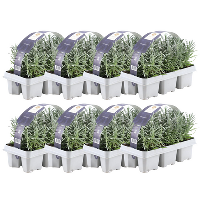 8x Lavendel angustifolia - 7cm Topf, 15cm hoch - Duftende Blüten