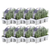 8x Lavendel angustifolia - 7cm Topf, 15cm hoch - Duftende Blüten Bild 2