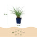 Green boutiQ - Gräser - Miscanthus sin. Red Chief - Pampasgras - Mit Blüte - Grün - 24 Pflanzen - Topf 11cm - Höhe 15-25cm Bild 3