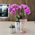 Kolibri Orchids | Violette Vienna Orchidee + Disco Übertopf – Topfgröße Ø9cm | blühende Zimmerpflanze – frisch vom Züchter Bild 2