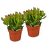 2x Crassula Ovata - Geldbaum - Grün - Sukkulente/Kaktus - Ø12cm - ↕16cm Bild 2