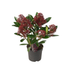 Set mit 3 Skimmia ‚Rubella‘ – Ø 10,5 cm – ↨ 20-25 cm Bild 3