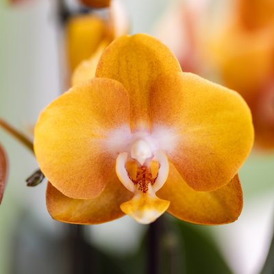 Kolibri Orchids | Orange/gelbe Las Vegas Orchidee + Retro ocker Übertopf | blühende Zimmerpflanze – frisch vom Züchter