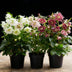 Lentenrose 'Double Tricolour' - Helleborus orientalis - Rosa/Rot/Weiss Bild 6