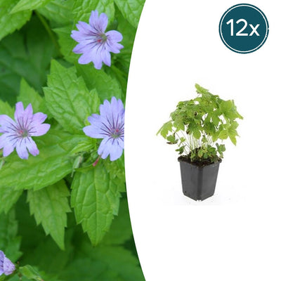 12x Geranium nodosum - Storchschnabel - winterhart, purpurfarbene Blüten