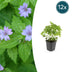 12x Geranium nodosum - Storchschnabel - winterhart, purpurfarbene Blüten Bild 1
