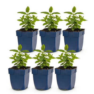 Green boutiQ - Perennial - Nepeta nerv. Neptune - Catmint - Bee and Butterfly Attractors - Purple - 6 Plants - Pot 11cm - Height 15-25cm