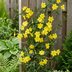 2x Winterjasmin 'Jasminum nudiflorum' - Gelb - Kletterpflanze - Ø9cm Bild 4