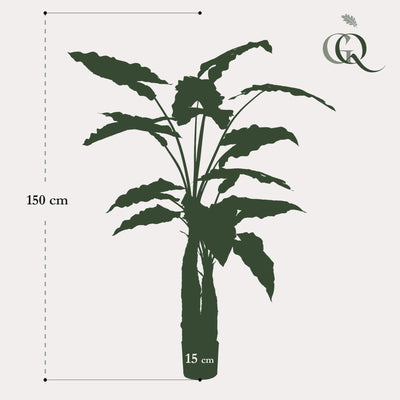 Kunst-Alocasia, 150 cm, immergrün, pflegeleicht
