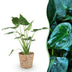 Alocasia Cucullata Buddha-Hand Zimmerpflanze im Topf 21cm Bild 1