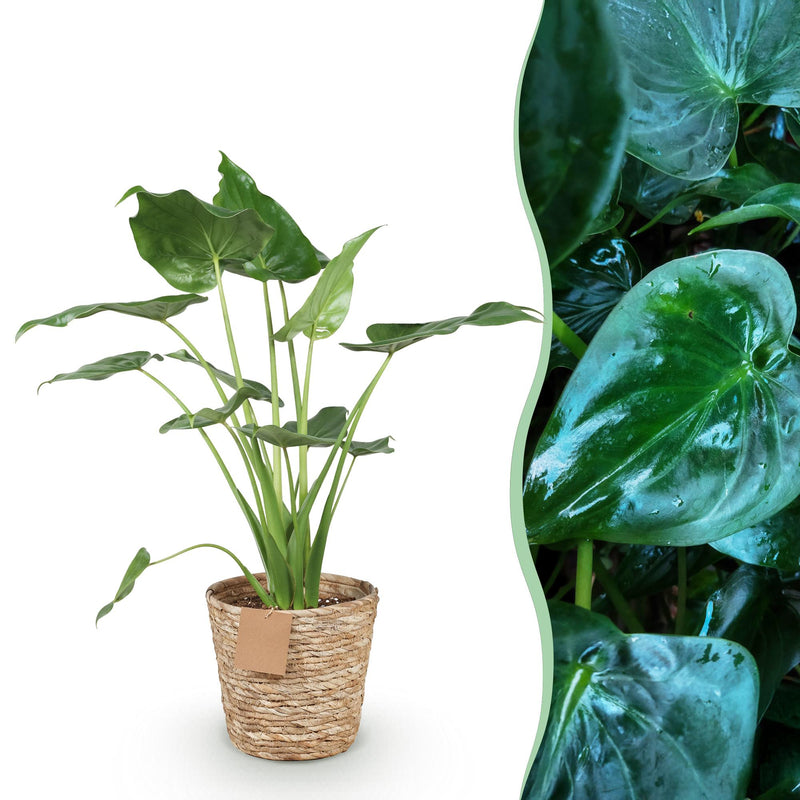 Alocasia Cucullata Buddha-Hand Zimmerpflanze im Topf 21cm
