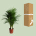 Dypsis Lutescens (Areca Palm) - Ø21cm - ↕100cm Bild 4