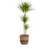 Dracaena Marginata Green mit Korb: Eleganz & pflegeleicht (130-150cm) Bild 1