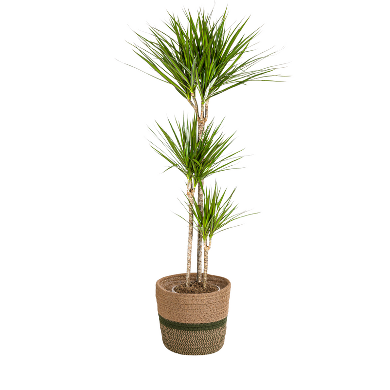 Dracaena Marginata Green mit Korb: Eleganz & pflegeleicht (130-150cm)
