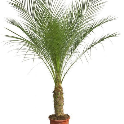Phoenix Roebelenii Palme auf Stiel, 190-200cm