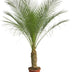 Phoenix Roebelenii Palme auf Stiel, 190-200cm Bild 1