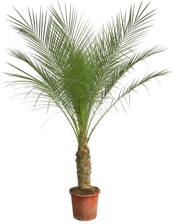Phoenix Roebelenii Palme auf Stiel, 190-200cm