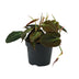 Philodendron Micans - Herzblatt-Pflanze im 12cm Topf, 15cm hoch Bild 1