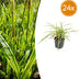 24x Carex morrowii 'Aureovariegata' - Japan-Segge, 10-25cm, Ø9cm Bild 1