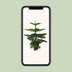 Araukarie (Araucaria heterophylla) - Ø21cm - 70cm hoch Bild 5