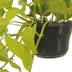 Epipremnum Golden Pothos (Scindapsus) - Set of 2, Ø15cm, ↕25cm Bild 4