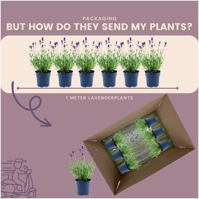 Lavendel 'Felice' (Lavandula angustifolia) - 24er Set im 12cm Topf