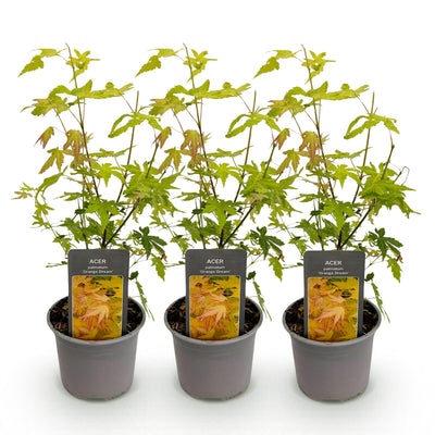 Acer palmatum Orange Dream: 3x orange Zwerg-Ahorn, 35cm, Topf 12cm