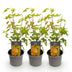 Acer palmatum Orange Dream: 3x orange Zwerg-Ahorn, 35cm, Topf 12cm Bild 2