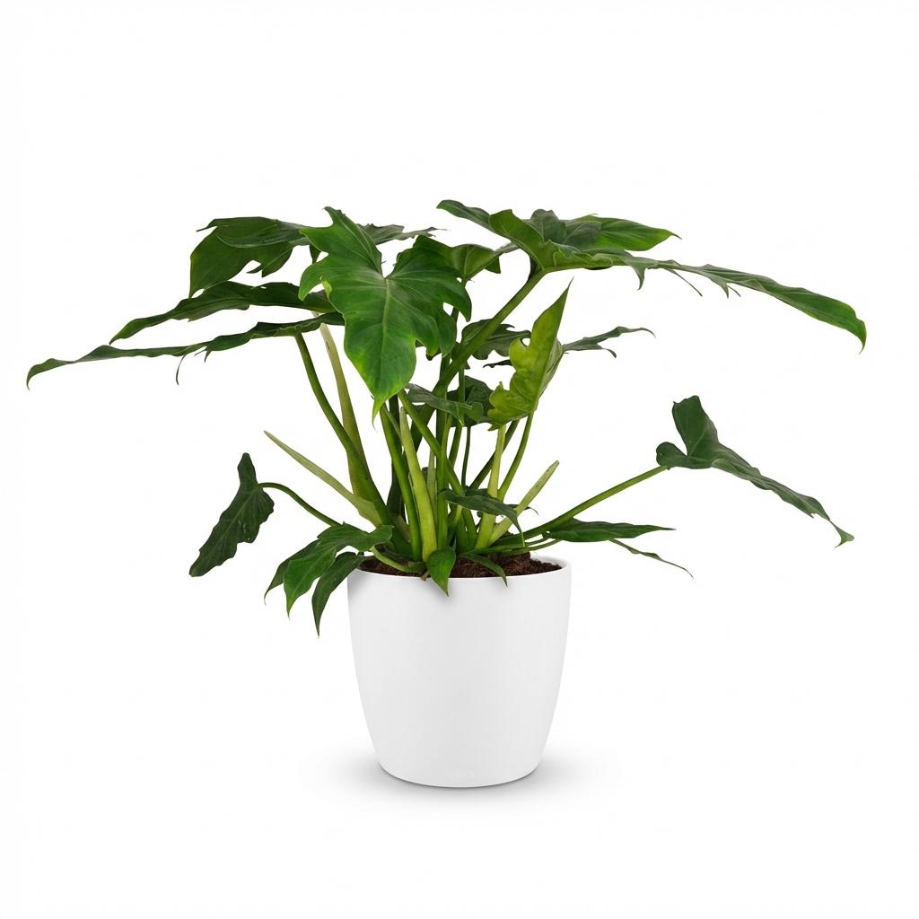 Green boutiQ - Zimmerpflanze - Philodendron - Philodendron Lacerum - Grün - Pflegeleicht - 1 Pflanze - mit weißem Übertopf - Topf 19cm - Höhe 65cm