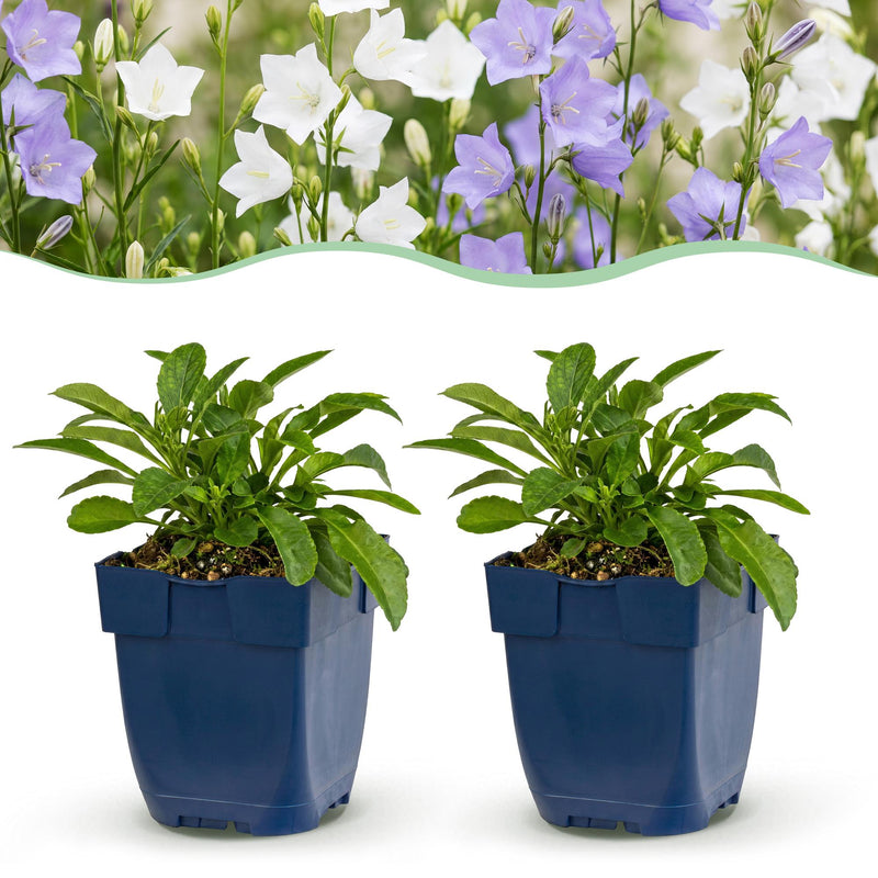 Green boutiQ - Perennial - Campanula persicaria Duo - Peachleaf Bellflower - Bee and butterfly attractors - Blue - White - 12 Plants - Pot 11cm - Height 15-25cm