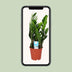 Zamioculcas Zamiifolia (ZZ-Pflanze) - Ø17cm, ↕60cm Bild 5