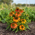 Echinacea purpurea Orange ⌀19cm - ↕60 - 70cm Bild 5