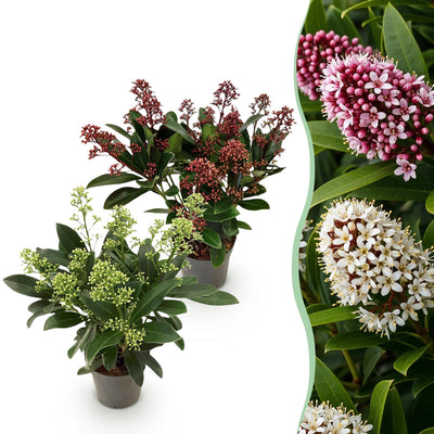 Skimmia japonica Duo: Winterharte Terrassenpflanze mit roten & weißen Blüten