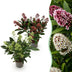 GreenboutiQ - Terrassenpflanze - Skimmia japonica Duo - Blüte Weiß & Rot - 10+ Blüten - 2 Pflanzen - Winterhart - Topf 10,5cm Höhe 25cm Bild 1