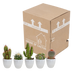 Cactus mix 5x (5.5cm pot) in white pot Bild 9