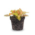 Fittonia Orange-Rosa 'Ruby Lime' Mosaikpflanze, Topf 8 Bild 3