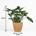 Philodendron Xanadu Houseplant with Basket, 60cm, Easy Care Bild 3
