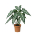 Künstliche Alocasia Polly - 49cm Bild 1