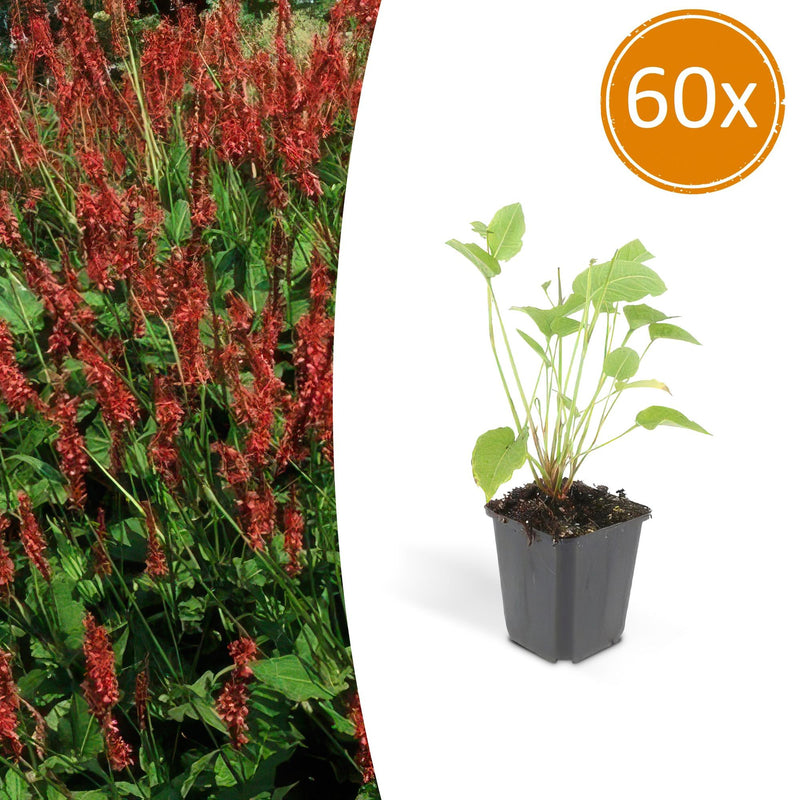 Persicaria amplexicaulis (Knotweed) - Red-flowering perennial 10-25cm
