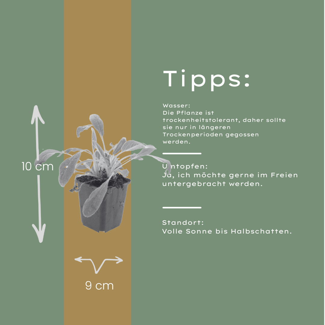 12x Stachys byzantina - ↕10-25cm - Ø9cm