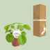Pilea Peperomioides - Ø13cm - Aluminiumpflanze mit Silbermünz-Blättern Bild 4