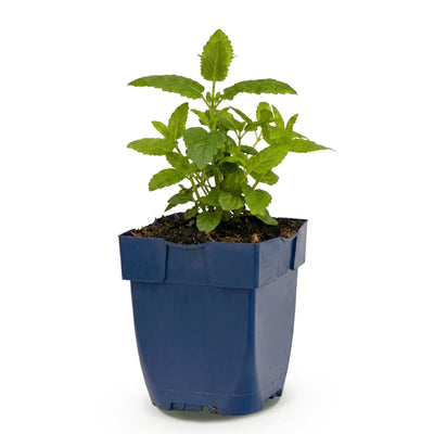 Green boutiQ - Perennials - Nepeta nerv. Neptune - Catmint - Bee and Butterfly Attractor - Purple - 1 Plant - Pot 11cm - Height 15-25cm