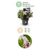 Dwarf Rhododendron 'Bloombux Light Pink' - 4 plants in 17cm pots Bild 4