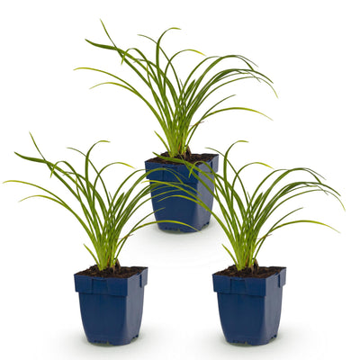 Green boutiQ - Perennial - Hemerocallis Stella d'Oro - Daylily - Bee and Butterfly Attractors - Yellow - 3 Plants - Pot 11cm - Height 15-25cm
