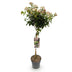 GreenboutiQ: Viburnum tinus Stamm-Pflanze, Immergrün, Weiße/Rosa Blüte Bild 2