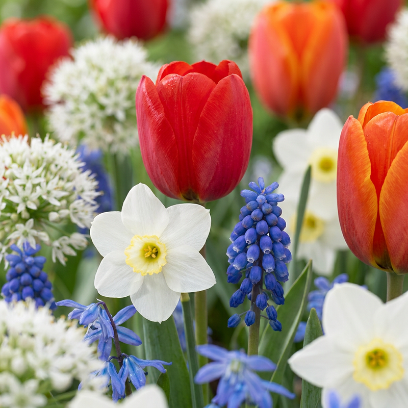 250 Blumenzwiebeln aus Holland - Sommerblüher, Größe 10/12