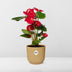 Anthurium Red in ELHO Vibes Fold Pot 14 cm Yellow Bild 6