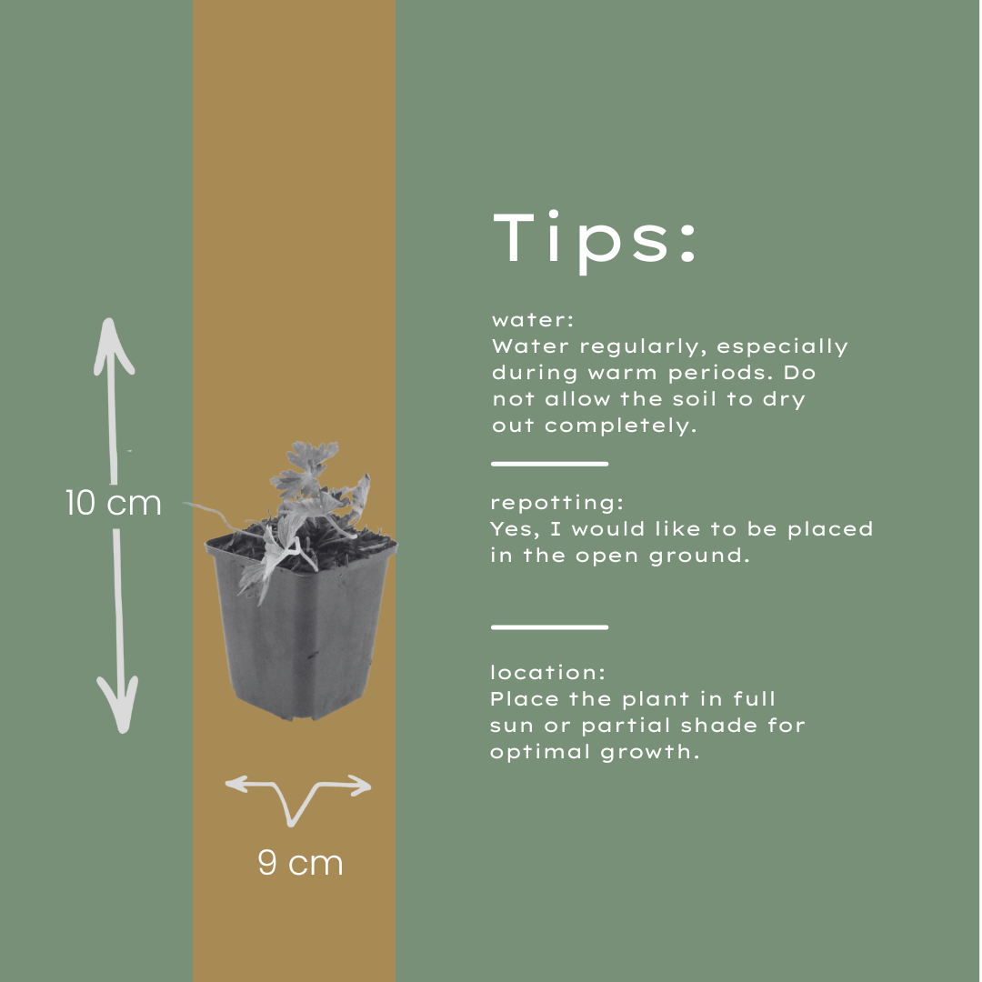 12x Geranium 'Azure Rush' - Helle Blüte, pflegeleicht, Staude